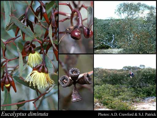 Photograph of Eucalyptus diminuta Brooker & Hopper