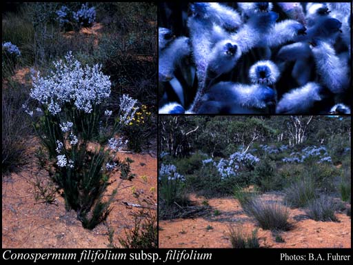 Photograph of Conospermum filifolium Meisn. subsp. filifolium