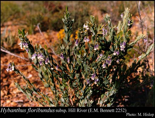 Photograph of Hybanthus floribundus subsp. Hill River (E.M. Bennett 2252)