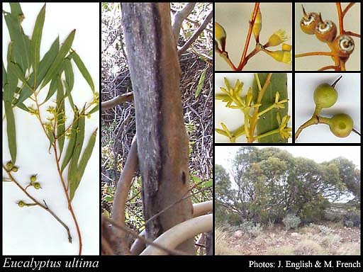 Photograph of Eucalyptus ultima L.A.S.Johnson & K.D.Hill