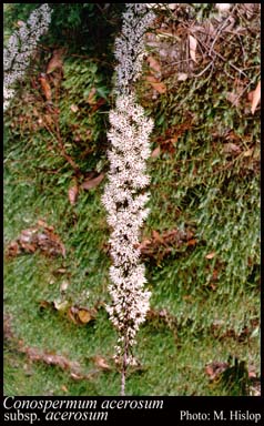 Photograph of Conospermum acerosum Lindl. subsp. acerosum