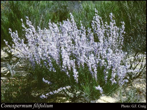 Photograph of Conospermum filifolium Meisn.