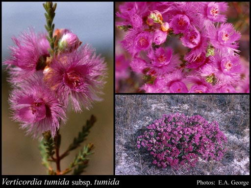 Photograph of Verticordia tumida A.S.George subsp. tumida