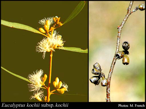 Photograph of Eucalyptus kochii Maiden & Blakely subsp. kochii