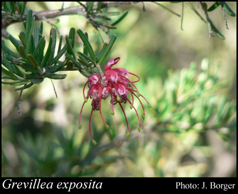 Photograph of Grevillea exposita Olde & Marriott