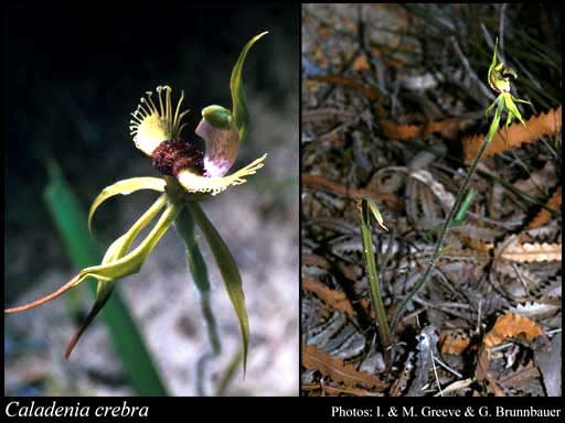 Photograph of Caladenia crebra A.S.George