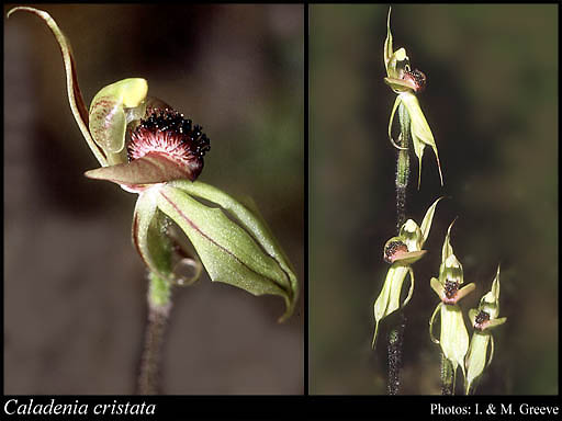 Photograph of Caladenia cristata R.S.Rogers