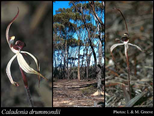 Photograph of Caladenia drummondii Benth.