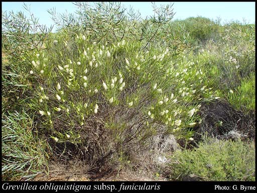 Photograph of Grevillea obliquistigma subsp. funicularis Olde & Marriott Image