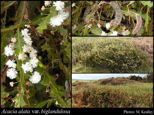 Photograph of Acacia alata var. biglandulosa Benth.