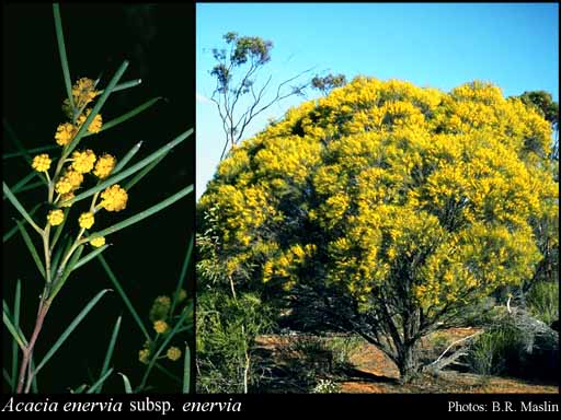 Photograph of Acacia enervia Maiden & Blakely subsp. enervia