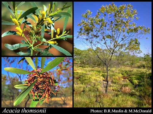 Photograph of Acacia thomsonii Maslin & M.W.McDonald