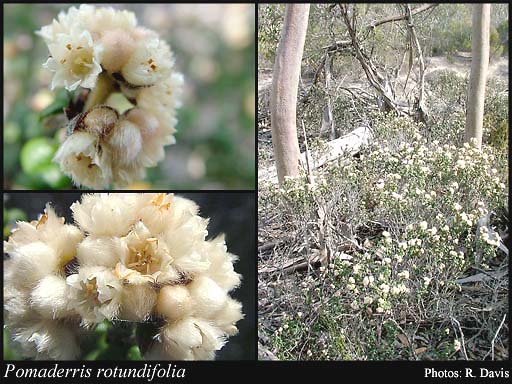 Photograph of Pomaderris rotundifolia (F.Muell.) Rye