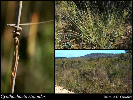 Photograph of Cyathochaeta stipoides K.L.Wilson