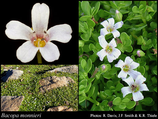 Photograph of Bacopa monnieri (L.) Pennell