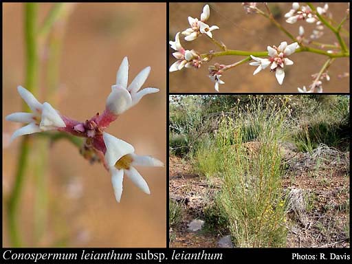 Photograph of Conospermum leianthum (Benth.) Diels subsp. leianthum