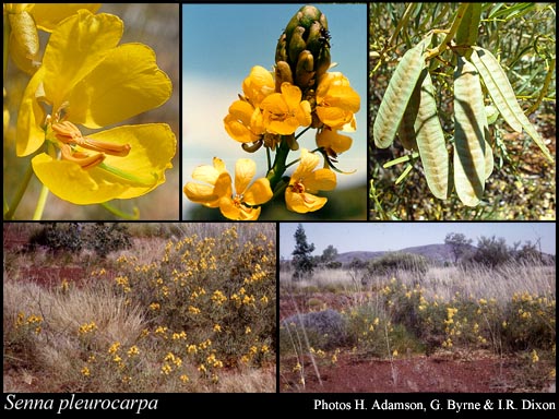 Photograph of Senna pleurocarpa (F.Muell.) Randell