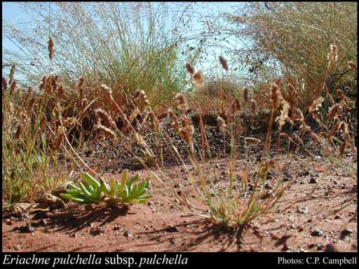 Photograph of Eriachne pulchella Domin subsp. pulchella