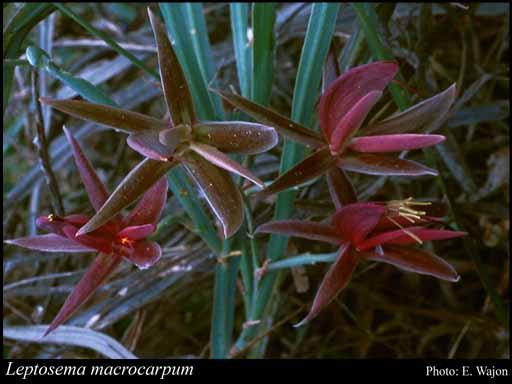 Photograph of Leptosema macrocarpum (Benth.) Crisp