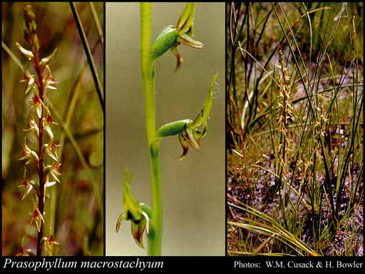 Photograph of Prasophyllum macrostachyum R.Br.