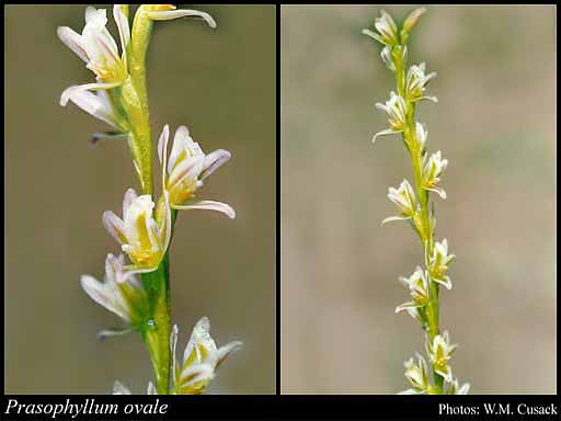 Photograph of Prasophyllum ovale Lindl.