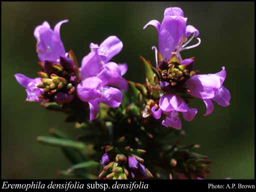 Photograph of Eremophila densifolia F.Muell. subsp. densifolia