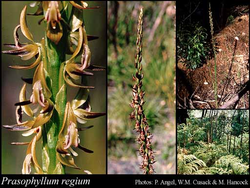 Photograph of Prasophyllum regium R.S.Rogers