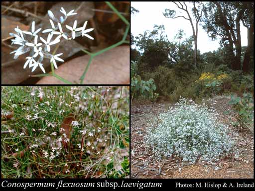 Photograph of Conospermum flexuosum subsp. laevigatum (Meisn.) E.M.Benn.