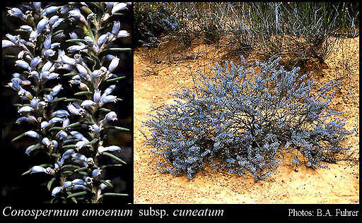 Photograph of Conospermum amoenum subsp. cuneatum E.M.Benn.