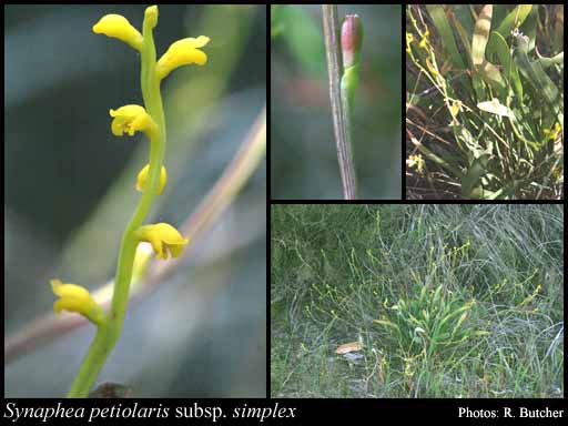 Photograph of Synaphea petiolaris subsp. simplex A.S.George