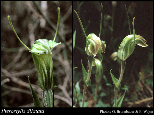 Photograph of Pterostylis dilatata A.S.George