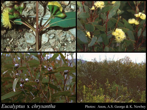 Photograph of Eucalyptus x chrysantha Blakely & H.Steedman