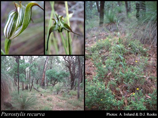 Photograph of Pterostylis recurva Benth.