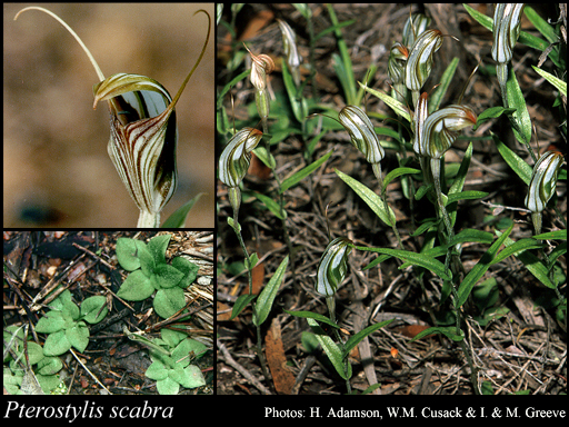 Photograph of Pterostylis scabra Lindl.