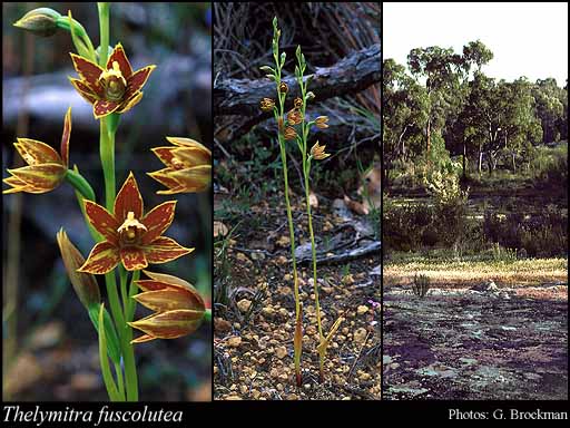 Photograph of Thelymitra fuscolutea R.Br.