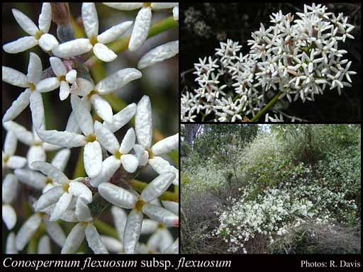 Photograph of Conospermum flexuosum R.Br. subsp. flexuosum