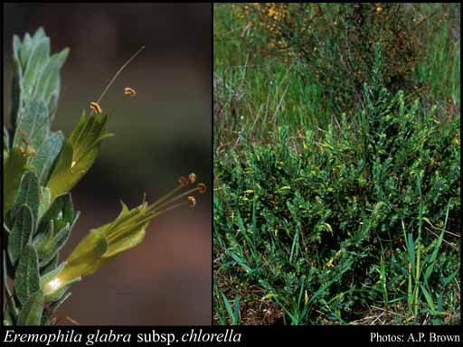 Photograph of Eremophila glabra subsp. chlorella (Gand.) Chinnock