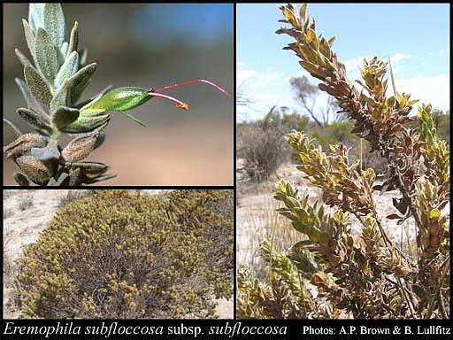 Photograph of Eremophila subfloccosa Benth. subsp. subfloccosa