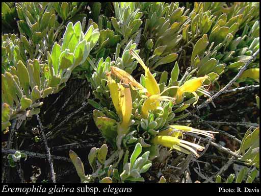 Photograph of Eremophila glabra subsp. elegans Chinnock