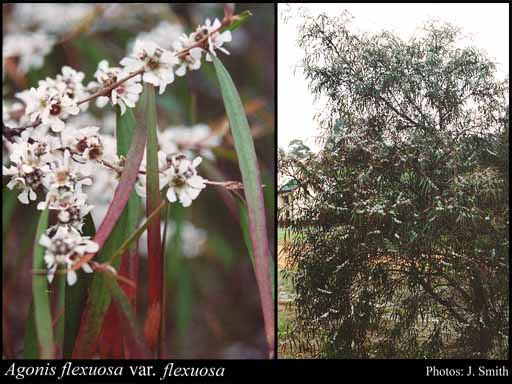 Photograph of Agonis flexuosa (Willd.) Sweet var. flexuosa