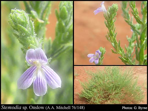 Photograph of Stemodia sp. Onslow (A.A. Mitchell 76/148)