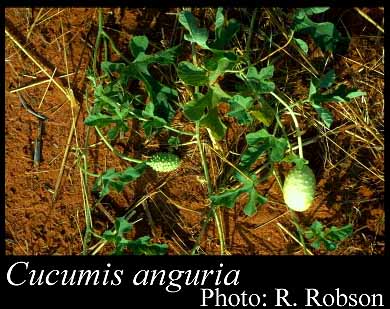 Photograph of Cucumis anguria L.