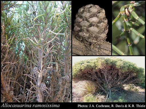 Photograph of Allocasuarina ramosissima (C.A.Gardner) L.A.S.Johnson