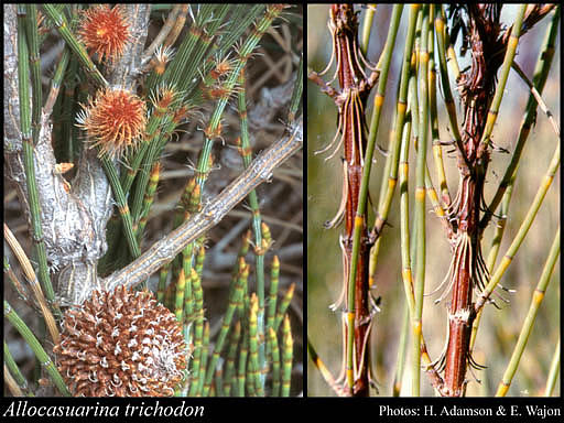 Photograph of Allocasuarina trichodon (Miq.) L.A.S.Johnson