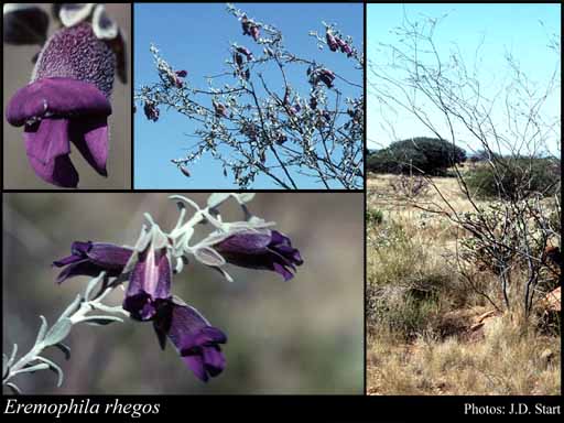 Photograph of Eremophila rhegos Chinnock