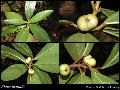 Photograph of Ficus hispida L.f.