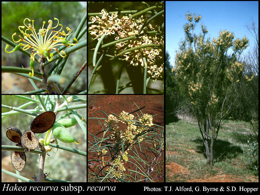 Photograph of Hakea recurva Meisn. subsp. recurva