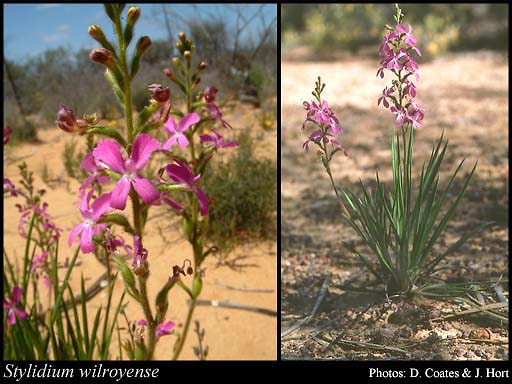 Photograph of Stylidium wilroyense Lowrie, Coates & Kenneally