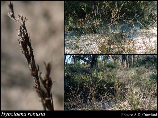 Photograph of Hypolaena robusta Meney & Pate