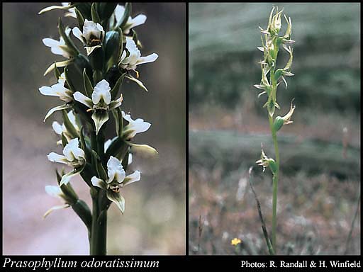 Photograph of Prasophyllum odoratissimum D.L.Jones